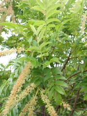 Weinmannia