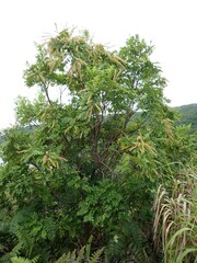 Weinmannia