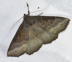 Arytrura musculus