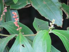 Miconia nervosa