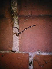 Geophilus carpophagus