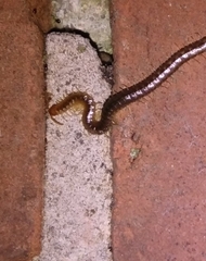 Geophilus carpophagus