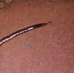 Geophilus carpophagus