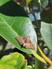 Endotricha mesenterialis