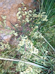 Psammotropha myriantha