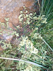 Psammotropha myriantha