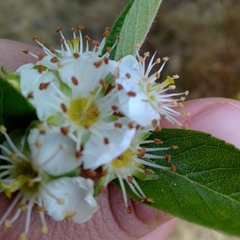 Crataegus mexicana