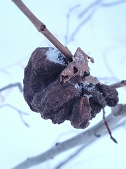 Pachypappa sacculi