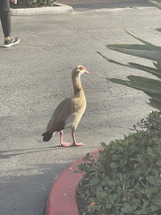 Alopochen aegyptiaca