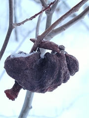 Pachypappa sacculi