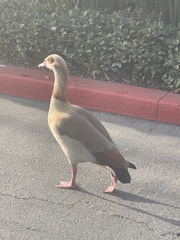 Alopochen aegyptiaca