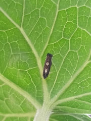 Diedrocephala