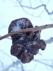 Pachypappa sacculi