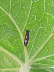 Diedrocephala
