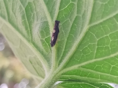 Diedrocephala