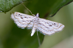 Parapoynx fluctuosalis