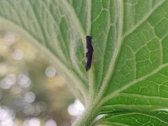 Diedrocephala