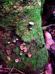 Marasmius haematocephalus