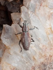 Naupactus xanthographus