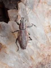Naupactus xanthographus