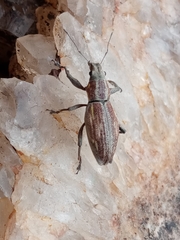 Naupactus xanthographus