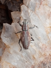Naupactus xanthographus