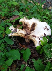 Lactarius controversus
