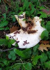 Lactarius controversus