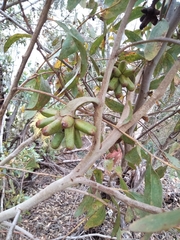 Eucalyptus conferruminata