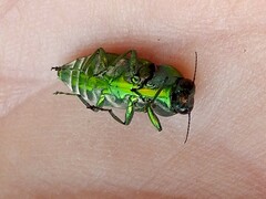 Buprestinae
