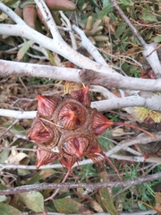 Eucalyptus conferruminata