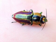 Buprestinae