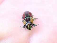 Buprestinae