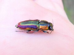Buprestinae