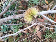 Eucalyptus conferruminata