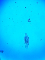 Rotifera