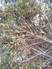 Eucalyptus conferruminata