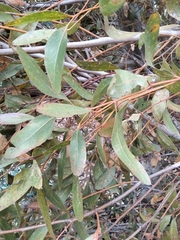 Eucalyptus conferruminata