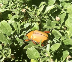 Anoplognathus montanus