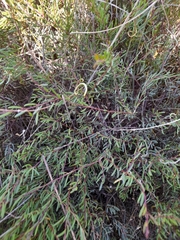 Acacia leptospermoides