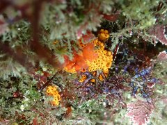 Botrylloides diegensis