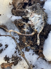 Peromyscus maniculatus