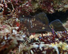 Sebastes rastrelliger