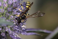 Cerceris arenaria