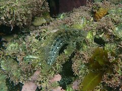 Hypsoblennius gentilis