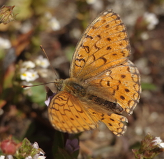 Argynnis