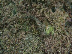 Hypsoblennius gentilis