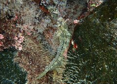 Hypsoblennius gentilis