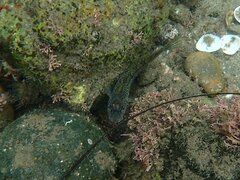 Hypsoblennius gentilis