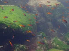 Chromis punctipinnis